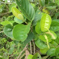 Antidesma ghaesembilla Gaertn.